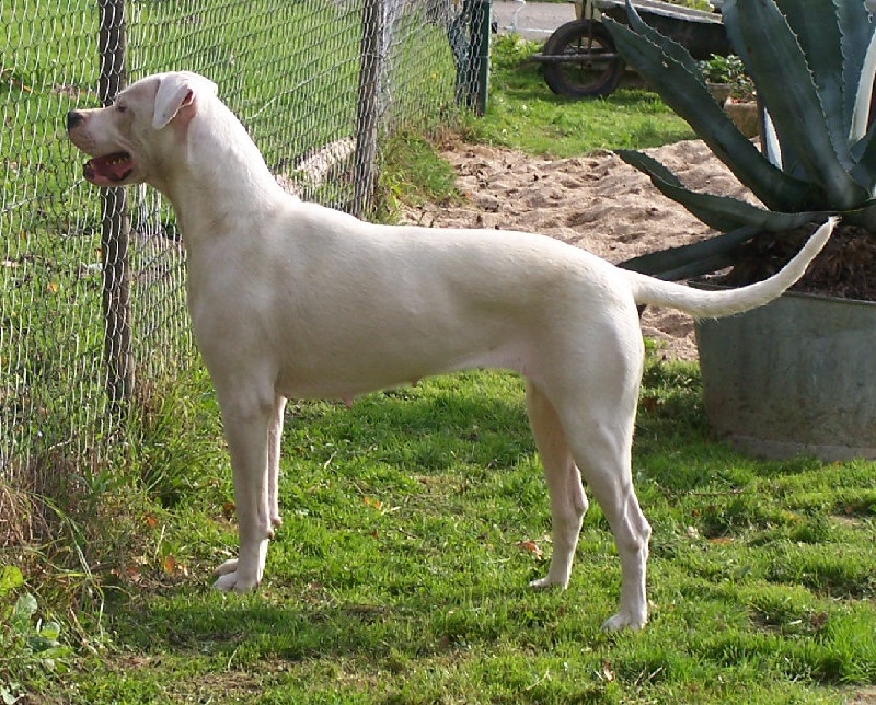 Belle à croquer Des loups de l'aube