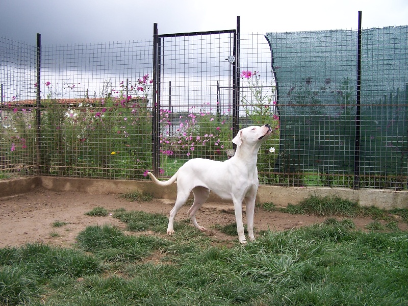 Essentielle des Loups D'Aphrodite