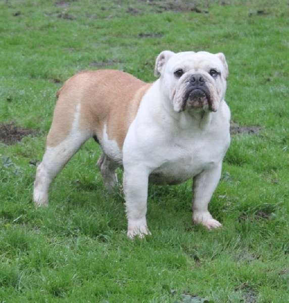 Les Bulldog Anglais de l'affixe Nadège Pollosse