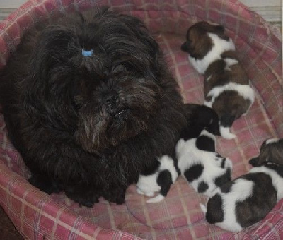 Nadège Pollosse - Shih Tzu - Portée née le 25/08/2024