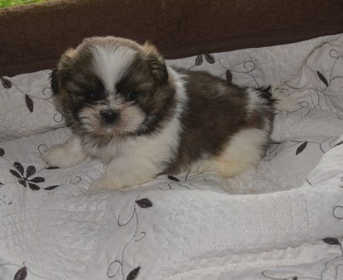 Nadège Pollosse - Chiot disponible  - Shih Tzu