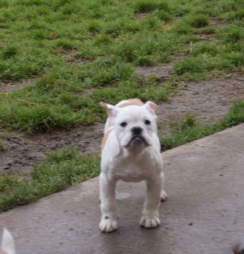 Nadège Pollosse - Chiot disponible  - Bulldog Anglais