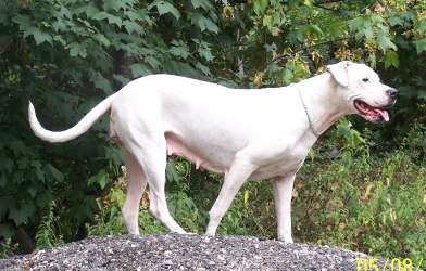 Shamra naïtupé Cazador del Pampa