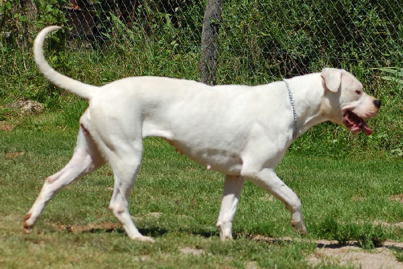 Bomba latina des Loups D'Aphrodite