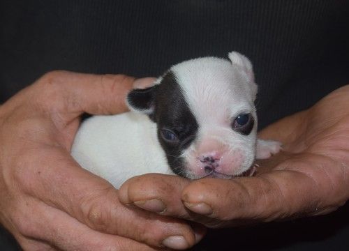 Nadège Pollosse - Chiots disponibles - Bouledogue français
