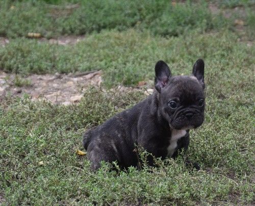 Nadège Pollosse - Chiots disponibles - Bouledogue français