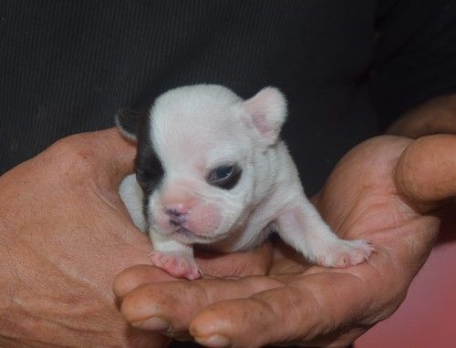 Chiot Bouledogue français Nadège Pollosse