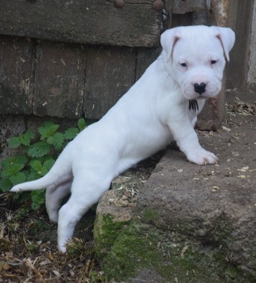 Nadège Pollosse - Dogo Argentino - Portée née le 18/10/2023