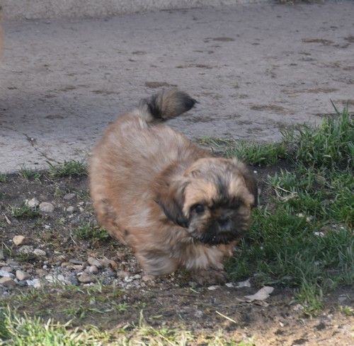 Nadège Pollosse - Chiots disponibles - Shih Tzu