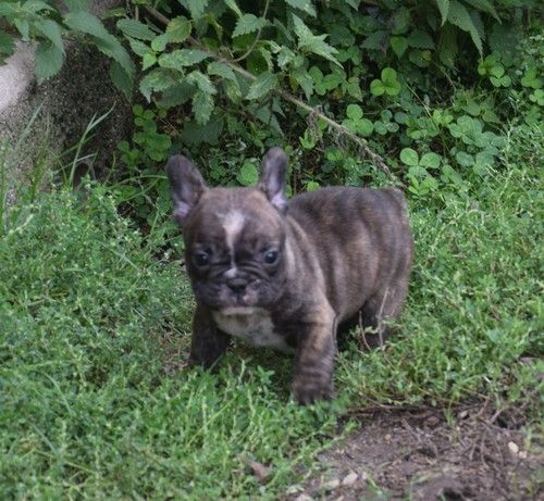 Nadège Pollosse - Chiots disponibles - Bouledogue français